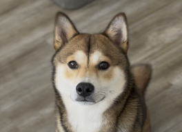 A picture of Booboo.