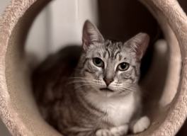 A picture of Cha Shiu Bao.